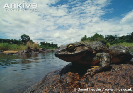 endangered-frog-arkive-org